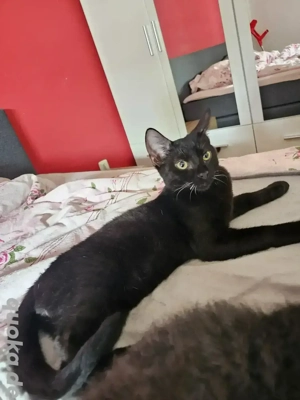 Sphynx Mädchen mit Fell Bild 2