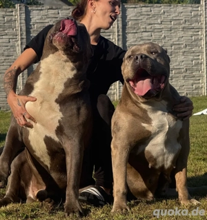 American Bully DECKRÜDEN
