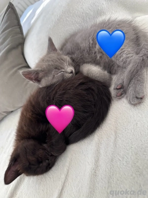 Main-Coon Kitten (jetzt abgabebereit !!)  Bild 2