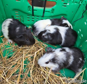 Süße junge Meerschweinchen