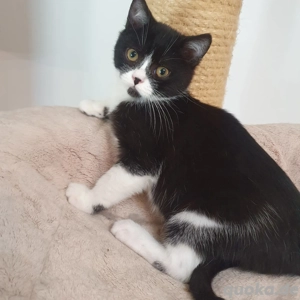BKH Kitten 12 Wochen neues Zuhause gesucht Bild 3