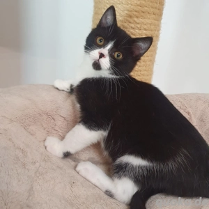 BKH Kitten 12 Wochen neues Zuhause gesucht Bild 4