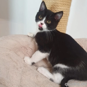 BKH Kitten 12 Wochen neues Zuhause gesucht Bild 2