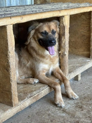 Bobby M ca. 55 cm   der Gelassene