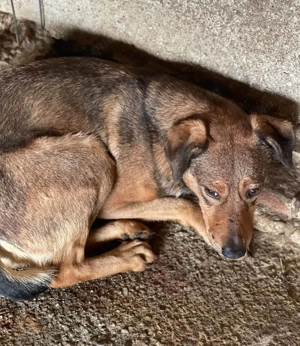 Fridolin ca. 52 cm   der Besonnene