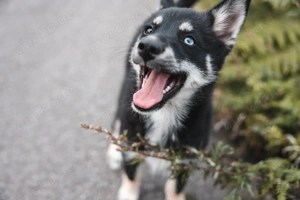 Liebevolle Pomsky F1 Welpe in Husky- Optik (Pomeranian x Husky)