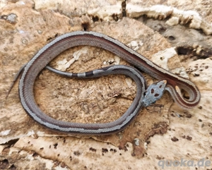 Babykornnatter Männchen BloodredTesseraMotley abzugeben 