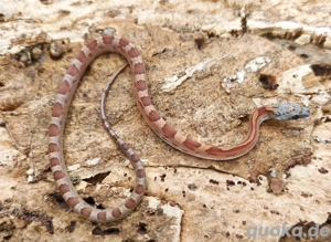 Babykornnatter Männchen SunkissedBloodredMotley abzugeben 