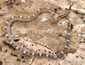 Babykornnatter Weibchen Toffeemotley abzugeben 