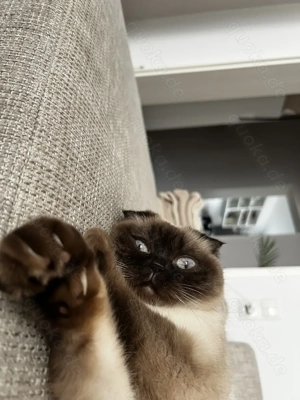 Kastrierte und geimpfte Katze in die besten Hände abzugeben