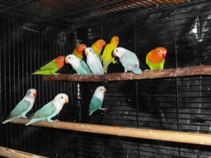 Opalin Pfirsichköpfchen und Diluten in sehr schöne Farben abzugeben Bild 7