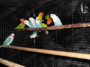 Opalin Pfirsichköpfchen und Diluten in sehr schöne Farben abzugeben Bild 9
