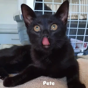 Kleine abenteuerlustige Kater Pete und Kasimir suchen ein tolles Zuhause