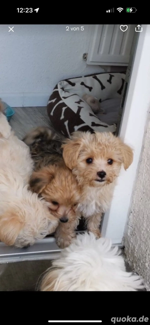 verkaufe 3 Maltesser baby hunde 3 mon 