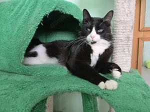 Wunderschöner Kater Vision sucht ein schönes ruhiges Zuhause