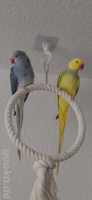 Halsbandsittich Paar