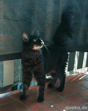 Verschmuste Hauskatze 