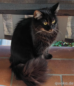 Verschmustes Edelmix Kätzchen 