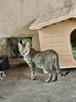 hübsche junge katze Florentine kam als Baby ins Tierheim