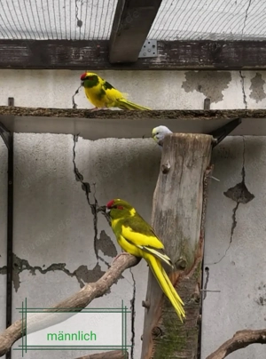 Ziegensittiche abzugeben 