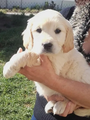Wunderschöner Golden Retriever-Welpe zum Verschenken