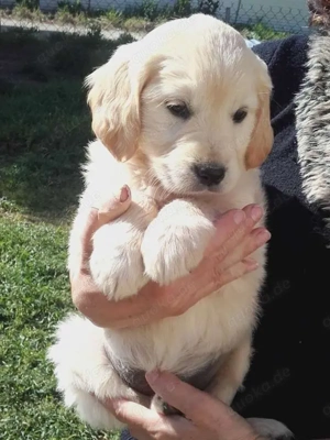 Wunderschöner Golden Retriever-Welpe 
