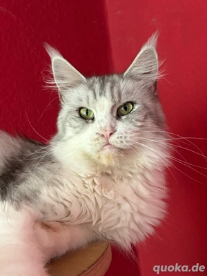 Traumhafte Maine Coon mit Stammbaum