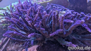 Koralle Meerwasser Acropora Miyagi Xxl Bild 5