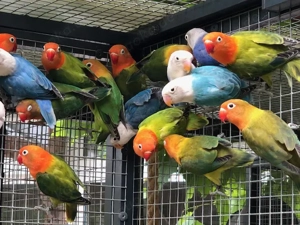 Pfirsichköpfchen, Agapornis fischeri, Unzertrennliche mit DNA