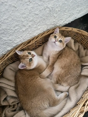 Britische Kätzchen mit  Staummbaum