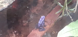 Oophaga pumilio bastimentos rfb 