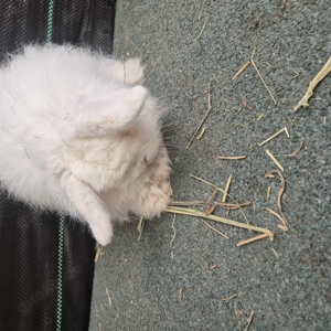 Löwenkopf Zwerghase 