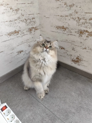 Wunderschöne BLH- Kater