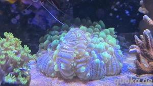 Meerwasser Koralle Fungia sp. Tricolor XXL