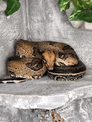 1.0 Boa c.i. het anery , dh Albino  Leopard 