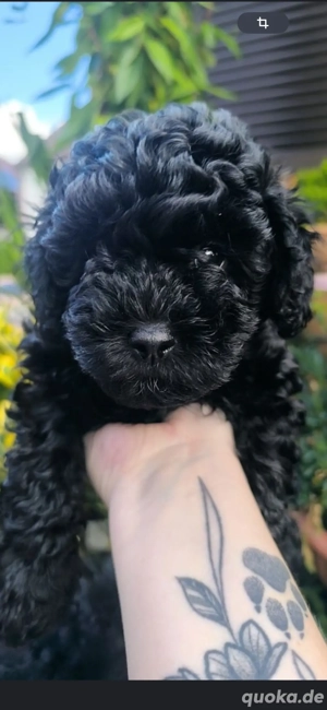 Toy Pudel Weibchen 