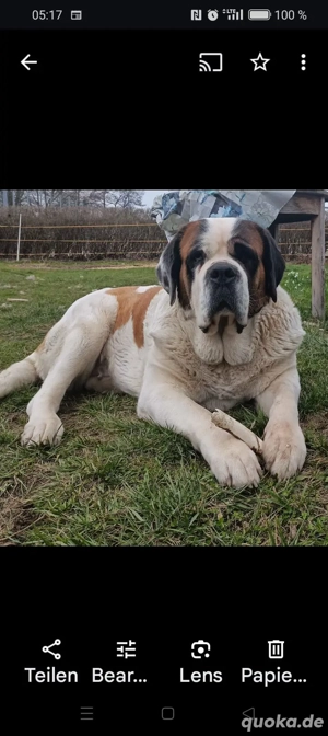 Bernhardiner Liebhaber 