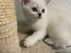 BKH Kitten Abholbereit 