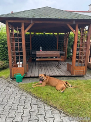 Cane Corso Hündin sucht ein neues Zuhause