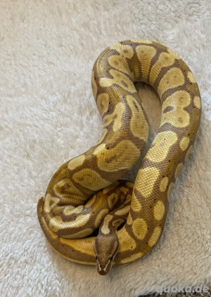 Königspython Banana 0,1