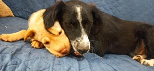    Nadel im Heuhaufen gesucht- Ted & Millie zwei Freunde fürs Leben-gemeinsames Zuhause gesucht   