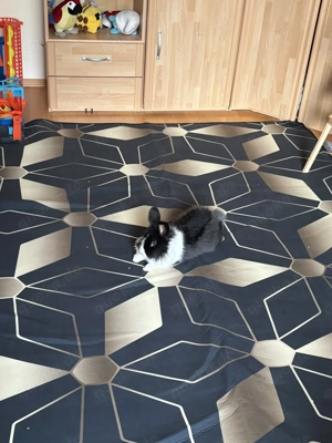 Rammler dringend abzugeben