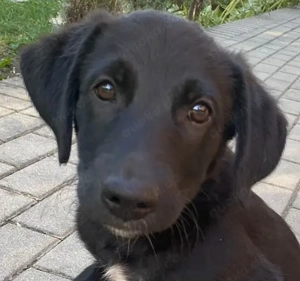 Goldiger Atlas sucht seine Menschen