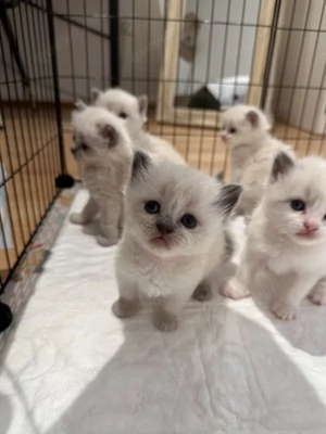 6 bildhübsche Ragdoll Kitten Bild 2