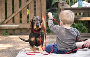 Der kleine Prinz, ein Rauhaardackel, sucht Dich.