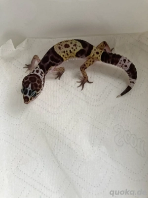 0,1 Eublepharis fuscus