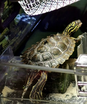 Schwarzknopf-Höckerschildkröte