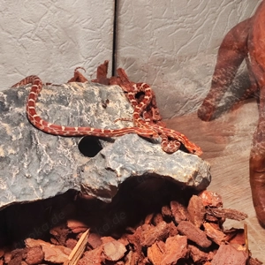 Kornnattern Jungtiere