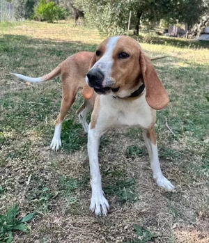 Liebevolles Wesen, menschenbezogen u. anhänglich - hübscher Lupo