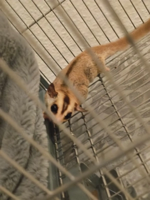Sugar Glider zu verkaufen